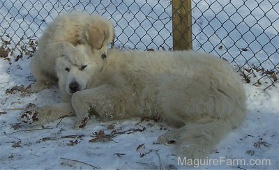 A Great Pyrenees puppy has its paws on the head of an adult Great Pyrenees Dog. They are in snow. There is a chainlink fence behind them