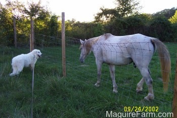 A large whit Great Pyrenees is standing in a field and looking at a white horse on the other side of a fence