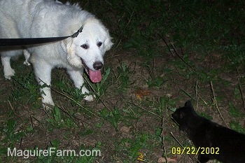 A Great Pyrenees is standing in a field with its mouth open and tongue out. It is looking at a black cat who is across from him