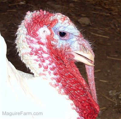 Close Up - The head of a male turkey with a lot of red on its face.