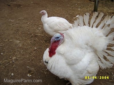 A large fluffed out male turkey is standing next to a female turkey in a dirt field