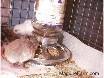 Three fuzzy keets are eating crumbled feed out of a food dispenser inside of a cage