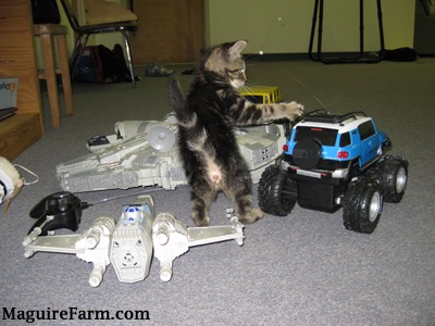 Banjo the Cat playing with a Millenium Falcon., X-Wing, and Remote control cars. The tiger kitten's paw is out as he bats at the blue FJ Cruiser car.