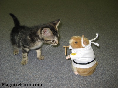 Banjo the gray tiger kitten is face to face with a Kung Fu Hamster toy on a gray carpet