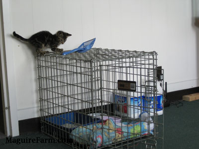A tiger kitten on top of a small dog crate inside of a house.