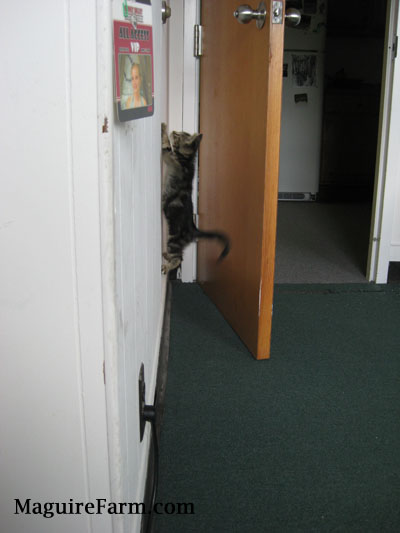 A little gray tiger kitten part way up a white wall next to a wooden door.