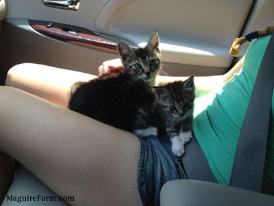 Two kittens sitting on the lap of a person inside of a car.