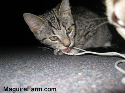 A little tiger kitten chewing on an iPhone charger cable