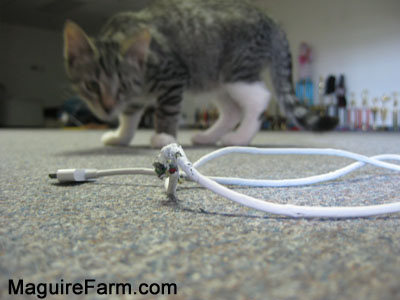 A chewed up iPhone charger cable on top of a carpet with a cat looking at it in the distance like its about to pounce