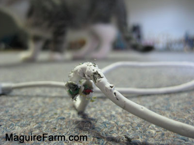 A chewed up iPhone charger cable with a blurred cat in the background