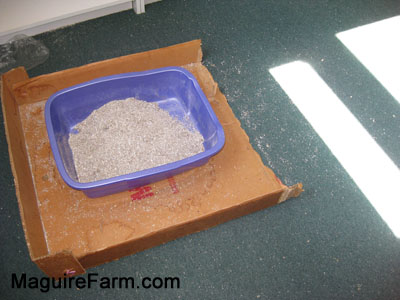A purple litter box on top of a cardboard box lid which is on top of a green carpet. There is litter all over the area.