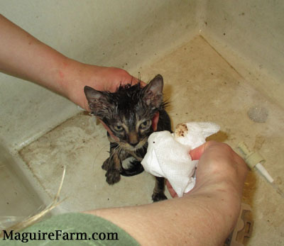 A wet kitten in a sink with a human holding it in place and a tissue with brown stuff on it that came from the kittens ear