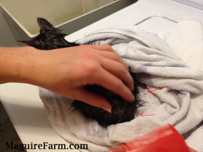 a wet kitten on top of white towel with a hand over its back and dead fleas on the towel. There are red arrows pointing to the fleas.
