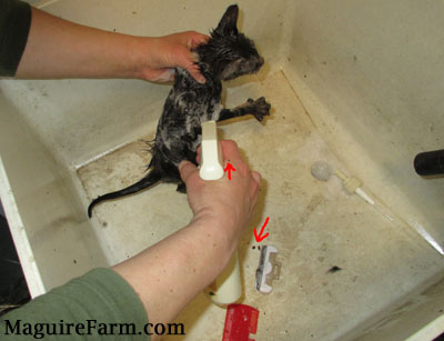 A wet kitten being held by a person in a utility sink getting sprayed by natural flea spray.