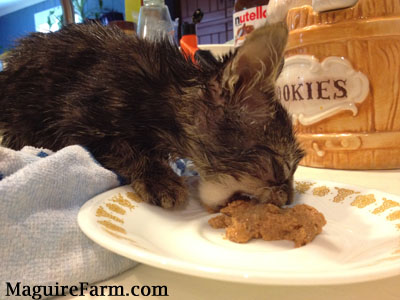 A wet tiger kitten eating can cat food off of a white plate on a kitchen counter with a cookie jar behind it.