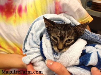 A wet tiger kitten wrapped in a towel behing held by a person in a white, pink and yellow tie dye shirt.
