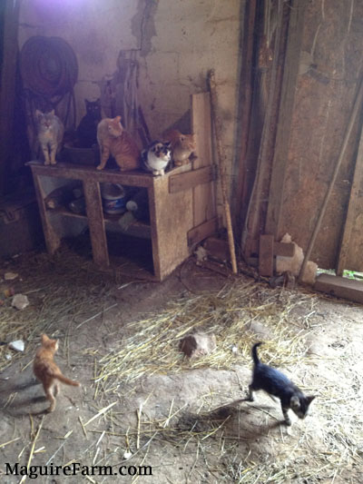 Banjo and other farm cats in the barn