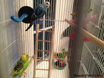 A green and yellow with black parakeet is perched on a wooden stick. A blue with white and black parakeet is hanging on to the side of the cage. There is a wooden ladder under it.