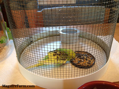 A green and yellow with black parakeet is at the bottom of a small round cage eating seed.