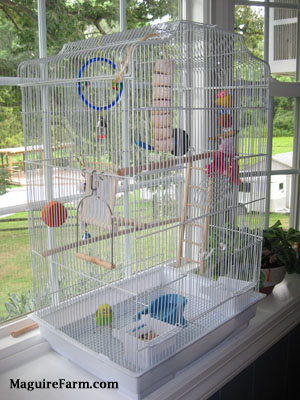 A green and yellow with black parakeet is standing at the bottom of a cage with feed in front of it next to a blue bathtub shaped water dish. There are plenty of things for it to climb onto inside of the cage.