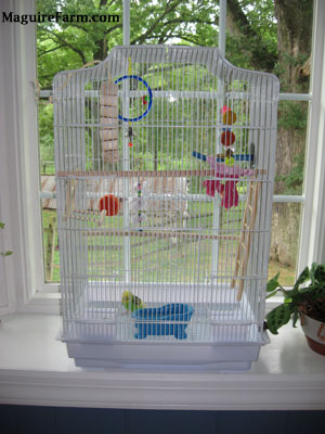 A cage in a white bay window filled with things for a parakeet to play with and climb on. A green and yellow with black parakeet is standing at the bottom of the cage
