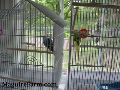 A blue with black and white parakeet is perched on a wooden stick close to the right side of its cage and in the cage next to it is a green and yellow paraket getting as close as it can. 
