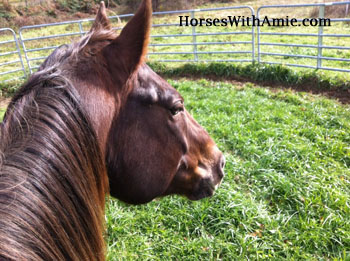 Close up - The mane and head of a brown horse who is inside of a round pen in a grassy field