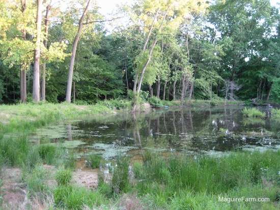 a pond with woods surrounding it in the summertime