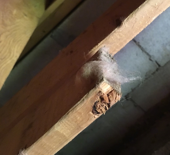 A little pink cotton candy looking clump of fiberglass sicking to a beam on the ceiling of a basement crawl space.