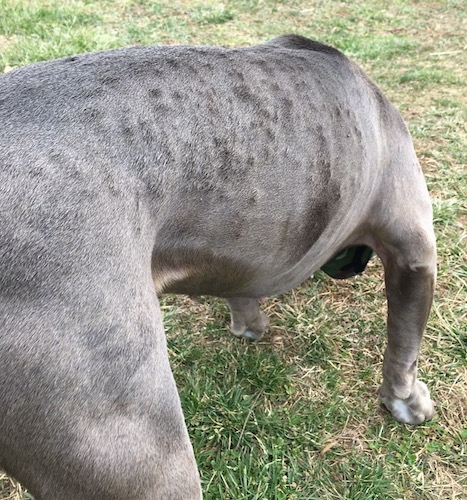 A large breed gray dog looking down at grass with itchy bumps all over its skin.