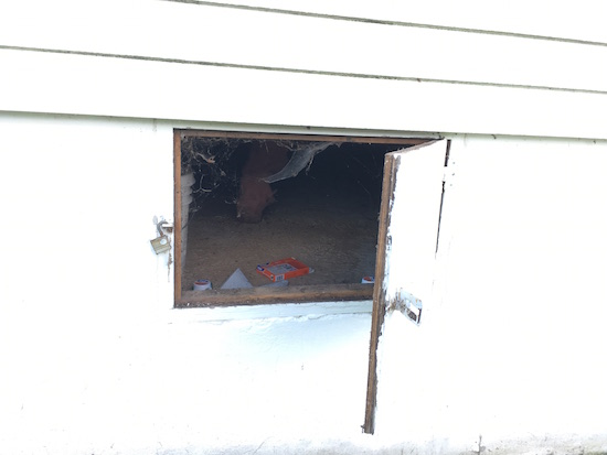 An opened crawl space door on the outside of a white farmhouse