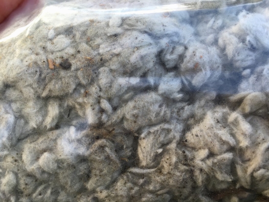 A Ziploc bag of gray cotton looking material with little black specs of dirt in it.