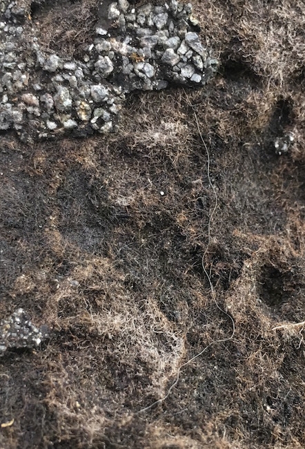 An old roof shingle that is warn down. You can see a web of white glass fibers. There is only a small patch of asphalt at the top left.