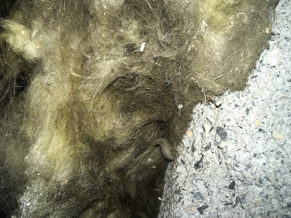 Close up of spun glass that has mold and dirt in it next to a pile of drywall dust.