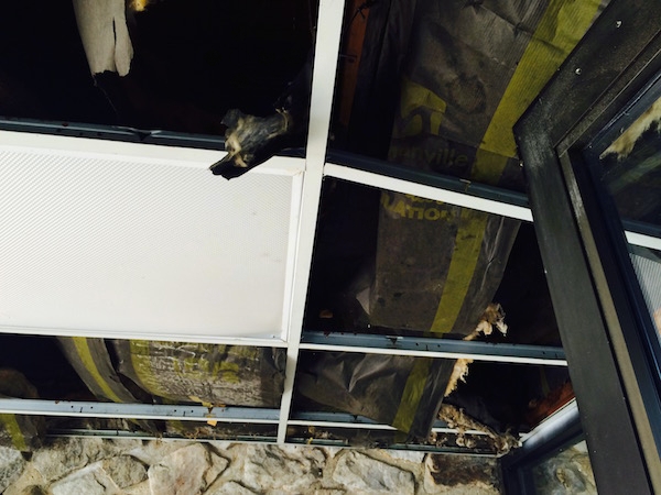 Above the ceiling panels inside of a small vestibule showing moldy fiberglass insulation.