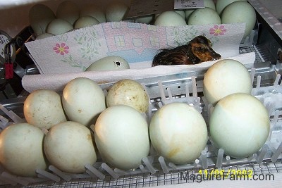 A newly hatched wet duckling is on a paper towel inside of an incubator next to a lot of unhatched eggs. The egg right next to it is beginning to hatch