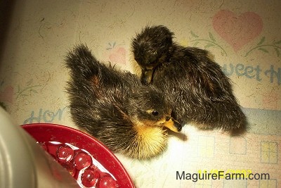 Two ducklings are begining to dry off while laying down on a paper towel next to a red water bowl with clear marbles in it