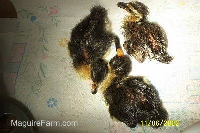 Two Ducklings are laying next to each other and one is looking around on a paper towel