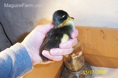A duckling is being held up by a person