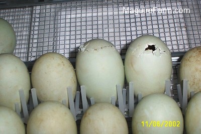 Light green eggs in an incubator. Two of them are beginning to hatch