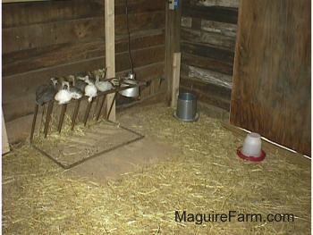 All the keets are on a metal hay rack on the floor of the coop. There is hay and the food and water on the ground near them.
