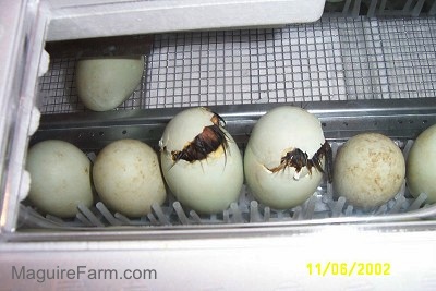 Two Eggs are hatching out of an incubator. You can see the baby ducks popping out of the eggs.