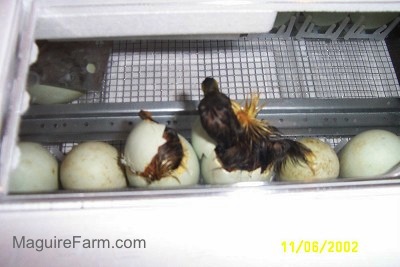 ducks hatching eggs