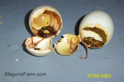 Two Empty Egg shells with duck slime in them.