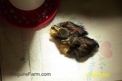 View from above - Two wet ducklings laying down on a paper towel next to a red bowl that has water and marbles in it