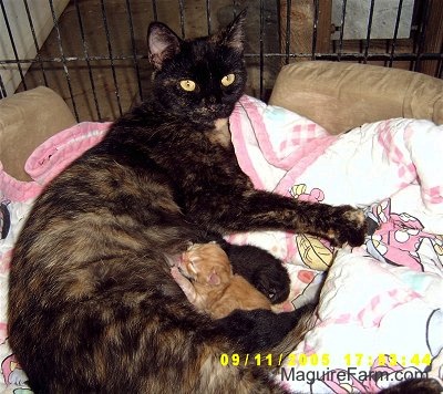A calico cat inside of a dog crate on top of a pink and white Minnie Mouse blanket nursing a litter of kittens.