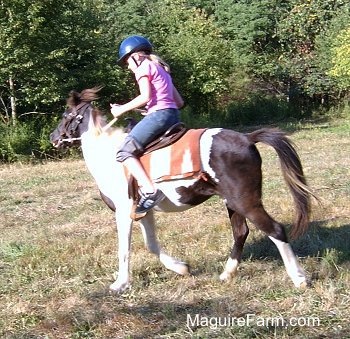 A girl in a pink shirt wearing a blue helmet is on top of a brown and white pony trotting around a field