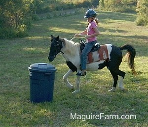 A girl in a pink shirt riding a brown and white paint pony is circling a blue trash can being used as a barrel in a horse feild.
