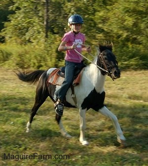 Action shot - a girl in a pink shirt is racing a brown and white paint pony through a field