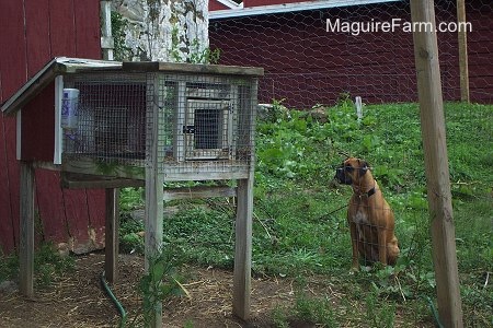 fawn Boxer Dog is sitting on the outside of a fence. She is looking at a red rabbit hutch cage on the opposite side of the fence. There is a red barn behind her.